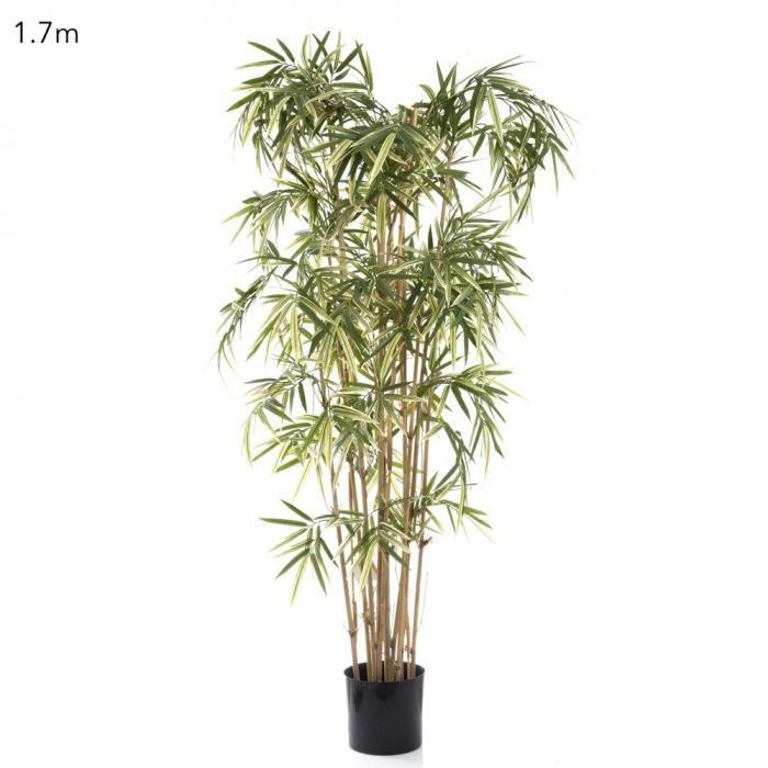 Variegated Royal Bamboo 1.7m-abc