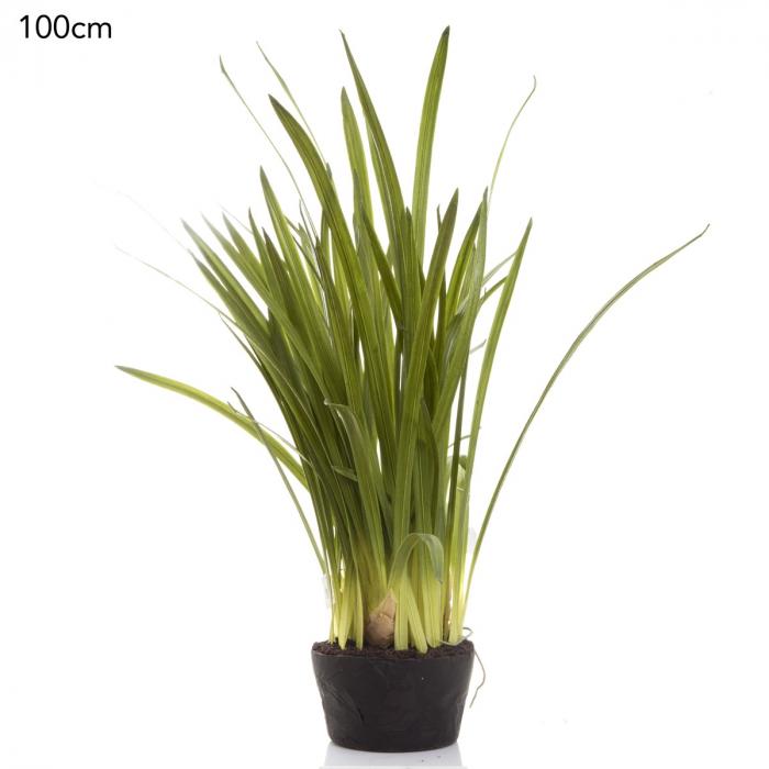 Cymbidium Leaves in Soil Pot-abc