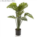 80cm Monstera Split Philo Potted w/15 Lv-abc