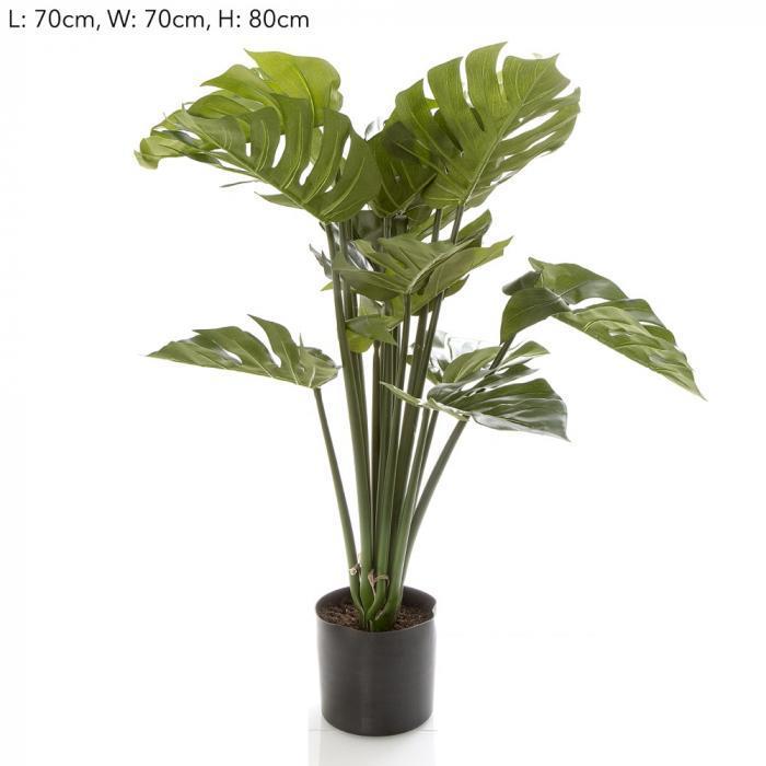 80cm Monstera Split Philo Potted w/15 Lv-abc