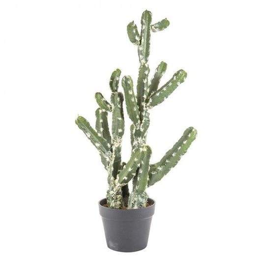 Cactus Vegas in Pot 72cm-abc
