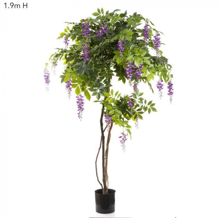 Wisteria Tree 1.9m Purple-abc