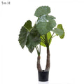 Alocasia Calidora 1m W/13 Lves-abc