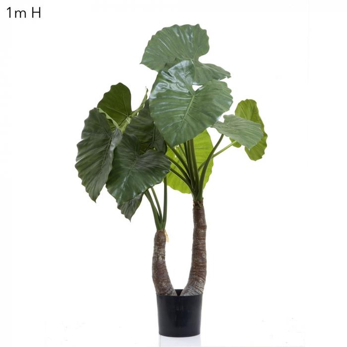 Alocasia Calidora 1m W/13 Lves-abc