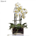 Phalaenopsis in Square Glass Vase Wht-abc