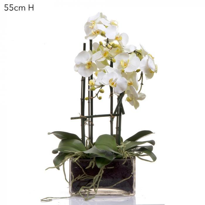 Phalaenopsis in Square Glass Vase Wht-abc