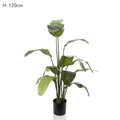 Travellers Palm 120cm W/14 Lvs-abc