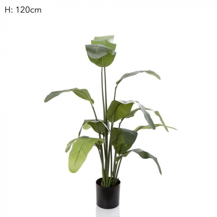 Travellers Palm 120cm W/14 Lvs-abc