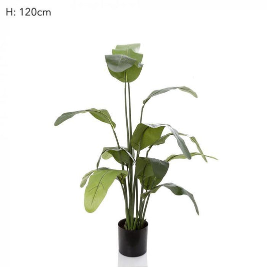 Travellers Palm 120cm W/14 Lvs-abc