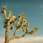 Antique Yucca-abc