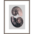 Victorian Shells 4-abc