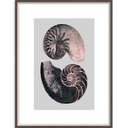 Victorian Shells 4-abc