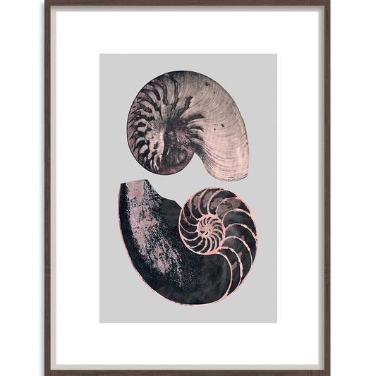 Victorian Shells 4-abc