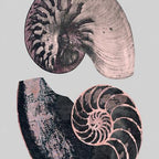Victorian Shells 4-abc