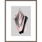 Victorian Shells 5 - Wall Art-abc