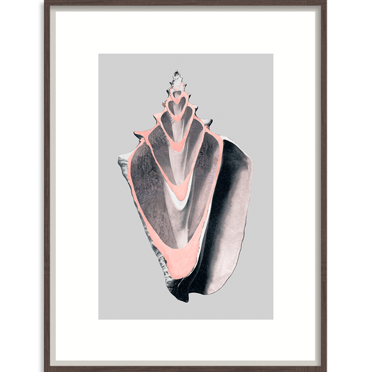 Victorian Shells 5 - Wall Art-abc