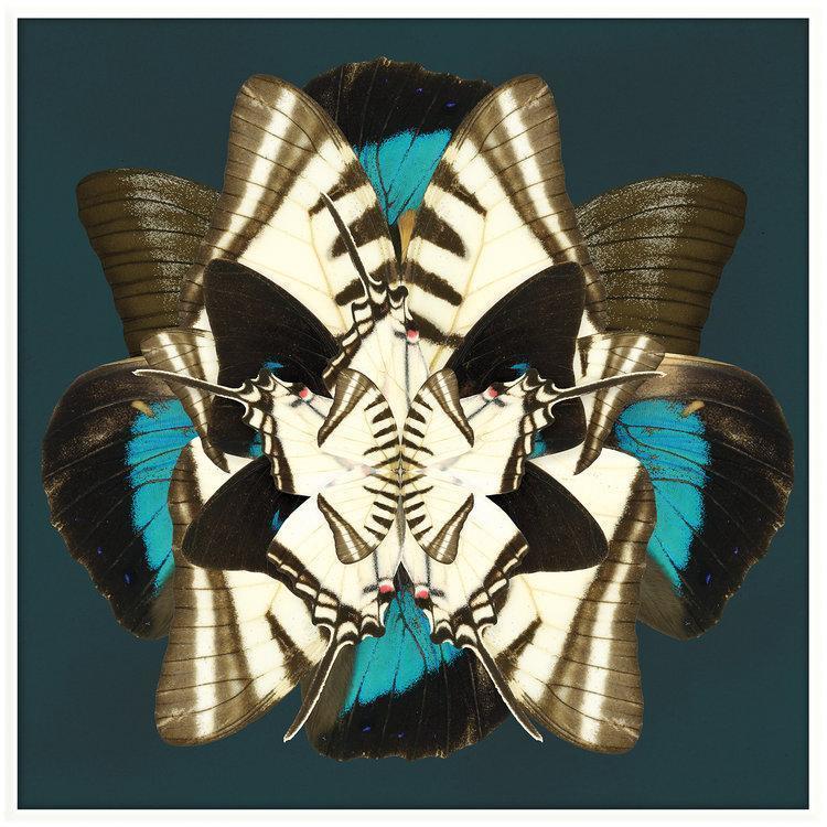 Winter Wings Artwork-abc