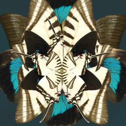 Winter Wings Artwork-abc