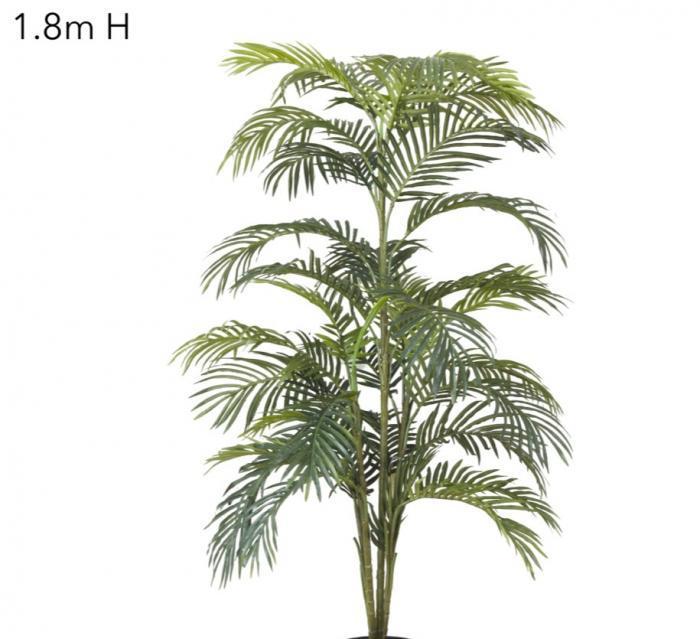 Areca Palm x 7 - 1.8m-abc