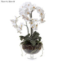 Phalaenopsis x8 in Glass Vase White-abc