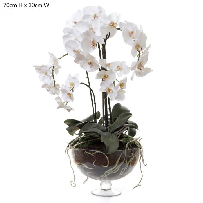 Phalaenopsis x8 in Glass Vase White-abc