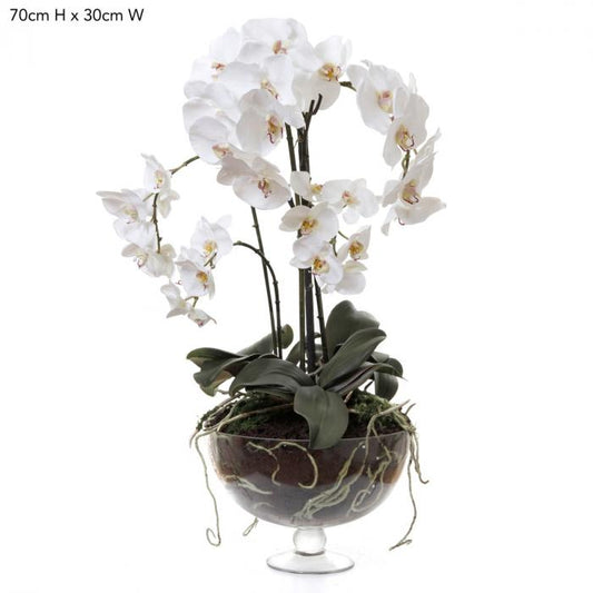 Phalaenopsis x8 in Glass Vase White-abc