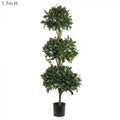 Sweet Bay Triple Ball Tree 1.7m-abc