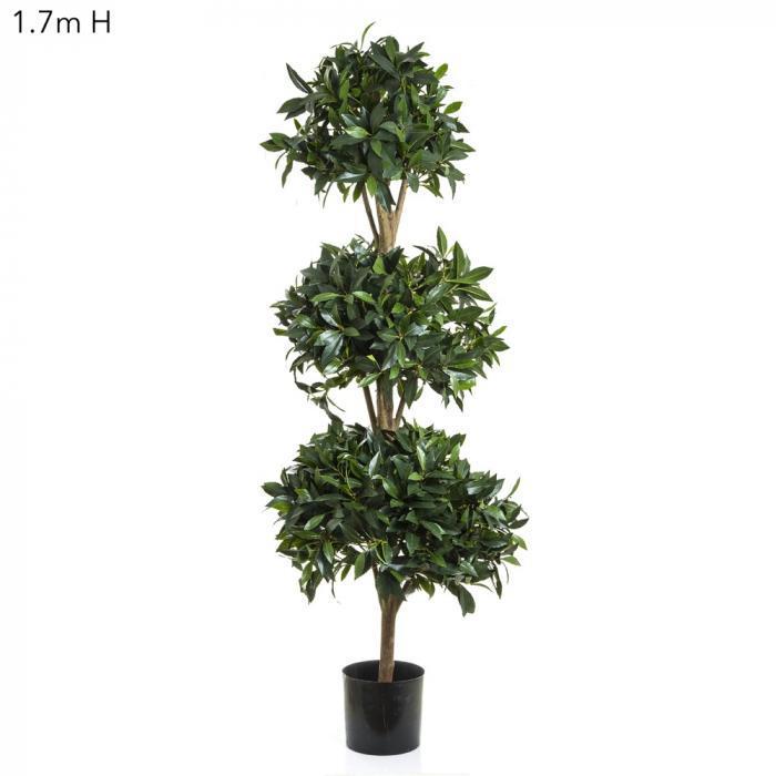 Sweet Bay Triple Ball Tree 1.7m-abc