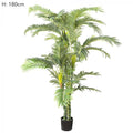 Parlour Palm Twisted Trunk 1.8m-abc