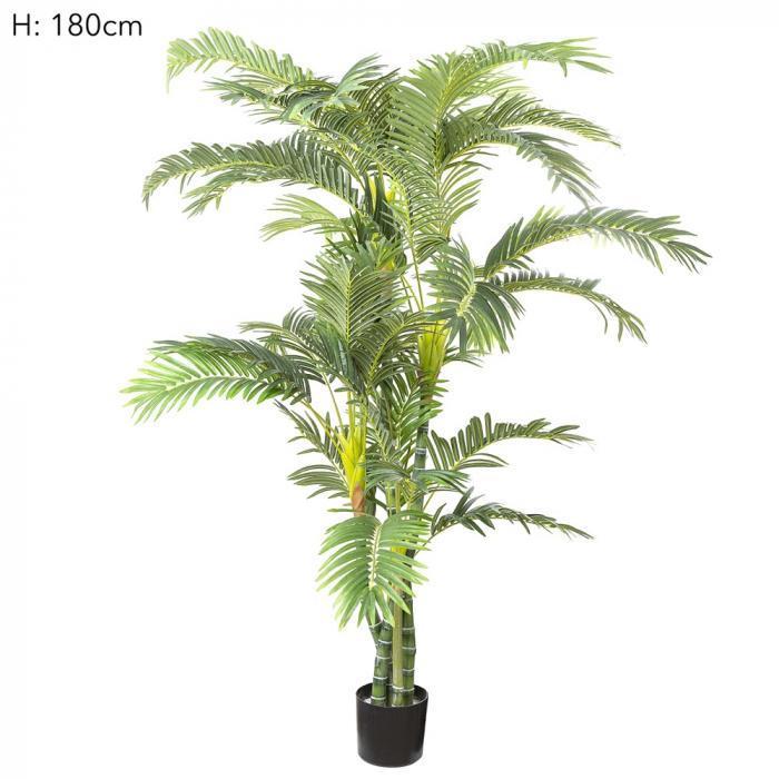 Parlour Palm Twisted Trunk 1.8m-abc