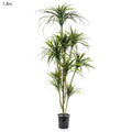Yucca Plant x 10 Potted - 1.8m-abc
