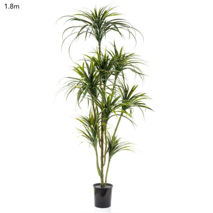 Yucca Plant x 10 Potted - 1.8m-abc