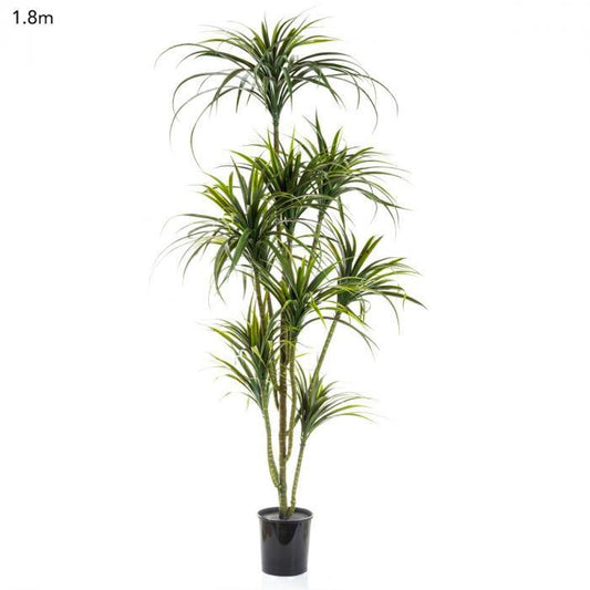 Yucca Plant x 10 Potted - 1.8m-abc