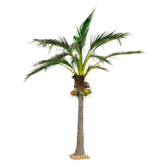 5.9M Giant Coconut Palm 1348Lvs 7 Fruits-abc