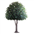 5.7M Giant Oak Tree 17152 Lvs 1110 Fruit-abc