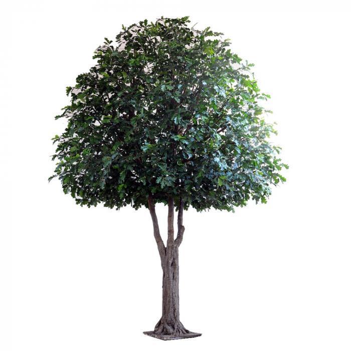 5.7M Giant Oak Tree 17152 Lvs 1110 Fruit-abc
