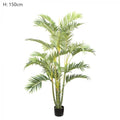 Areca Palm Multi Trunk 1.5m-abc