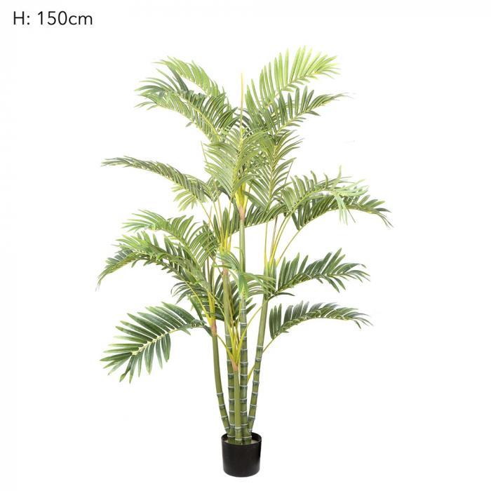 Areca Palm Multi Trunk 1.5m-abc
