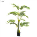 Areca Palm Multi Trunk 1.2m-abc