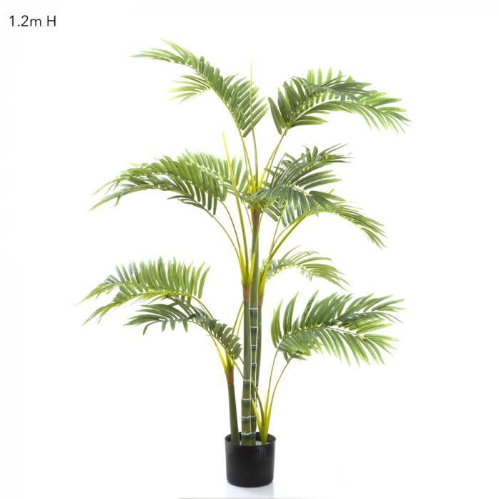 Areca Palm Multi Trunk 1.2m-abc