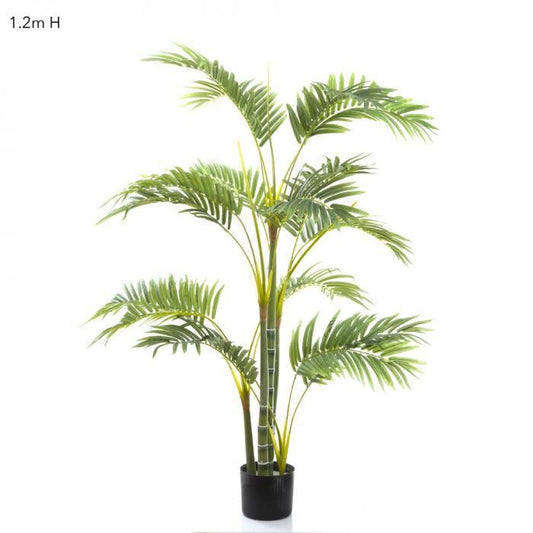 Areca Palm Multi Trunk 1.2m-abc
