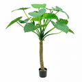 Alocasia Calidora Tree 15 Lvs 135cm-abc