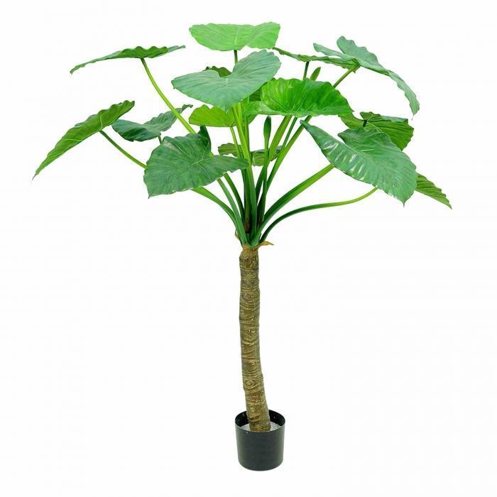 Alocasia Calidora Tree 15 Lvs 135cm-abc
