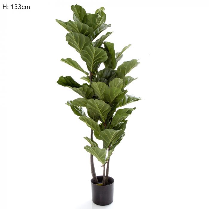 133cm Fiddle Leaf Tree w/59 Lvs !@! 11-abc