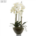 Orchid Large in Glass Bowl White-abc