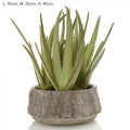 Aloe potted-abc