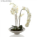 Orchid Phalaenopsis in White Pot White-abc
