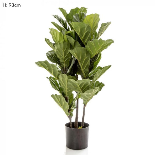93cm Fiddle Leaf Tree x 3 w/45 Lvs-abc
