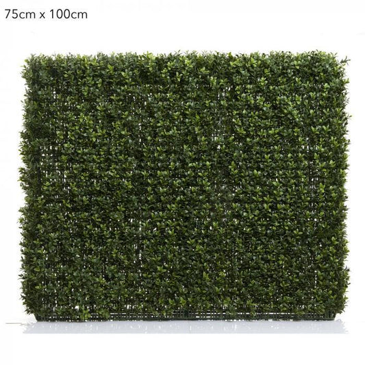 Boxwood Hedge 75x100cm-abc