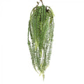 Large Hanging Fern Green-abc